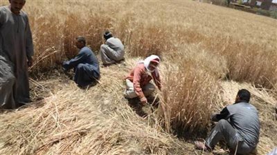 الزراعة: متابعة حصاد وتوريد القمح في محافظة المنيا