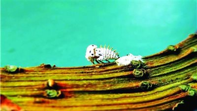 ظاهرة غريبة.. بكتيريا تقضي على 60 مليون شجرة زيتون بإيطاليا 