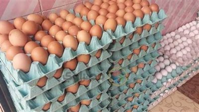 الغرف التجارية تكشف أسباب انخفاض أسعار البيض والدواجن بالأسواق