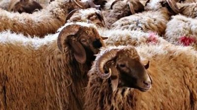 بشرى .. الزراعة تطرح أضاحي بأسعار أقل من السوق خلال أيام