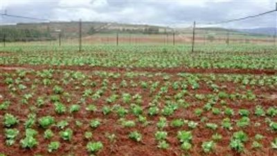 الفلاحين: مشروع شرق العوينات يسهم في تقوية الأمن الغذائي المصري