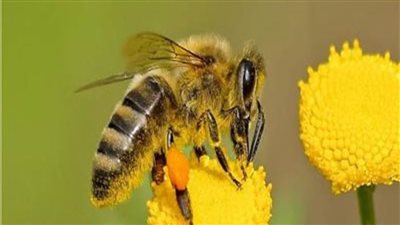 تعرف على سبب اختيار 20 مايو ليكون اليوم العالمي للنحل