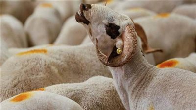 الحكومة تكشف حقيقة إجبار الأئمة على جمع صكوك الأضاحي