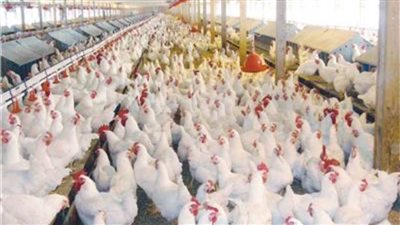 استقرار أسعار الدواجن البيضاء السبت 20 مايو