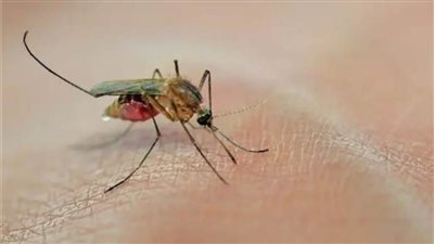 تناول هذه الأعشاب والتوابل.. لمنع لدغات البعوض 