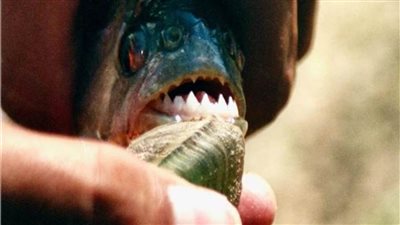 سمكة تهاجم 8 أشخاص وتصيبهم إصابات بالغة 