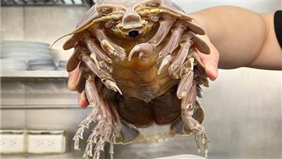 تكلفة الوجبة الواحدة 48 دولارا .. 