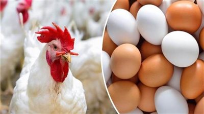 تراجع في أسعار الدواجن وانخفاض كبير في سعر البيض 