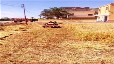 توريد نصف مليون طن قمح لصوامع وشون الشرقية 