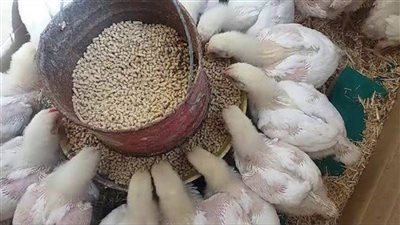 الزراعة: الإفراج عن 254 ألف طن أعلاف بـ115 مليون دولار خلال أسبوع