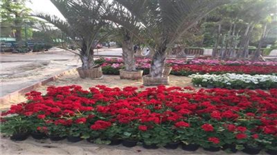 غداً افتتاح مهرجان الربيع بالمتحف الزراعي بالدقي