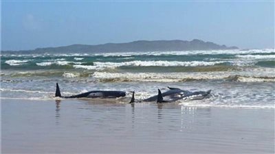 أستراليا تعتزم إنشاء متنزه بحري بحجم إسبانيا 