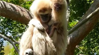 ولادة قرد جيبون ذو اليد البيضاء المهدد بالانقراض بحديقة حيوان كاليفورنيا