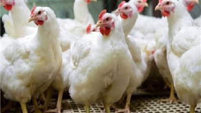 تعرف على أسعار الدواجن اليوم.. 6 يونيو  