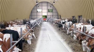 الإحصاء: 2.8 مليون رأس ماشية في مصر عام 2022 