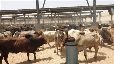 «التموين»: استقبال 12 ألف رأس ماشية من جيبوتي.. وبيع الكيلو بـ195 جنيها