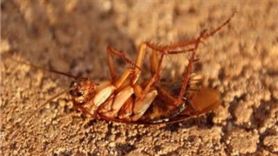 ملايين الصراصير تحتل شوارع ومنازل ولاية نيفادا الأمريكية