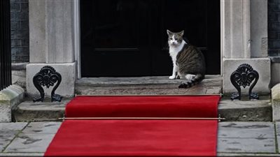 نفوق 300 ألف قط في قبرص بفيروس غامض