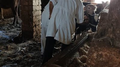 تحصين 21643 رأس ماشية لمقاومة الحمى القلاعية والوادى المتصدع بالدقهلية