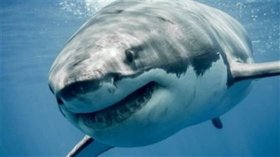 بحث جديد يكشف مفاجأة عن أسماك القرش: تتعاطى كوكايين وحبوب هلوسة 