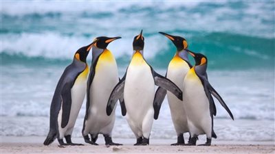 ظاهرة محيرة، 2000 بطريق نافق على سواحل الأوروجواي