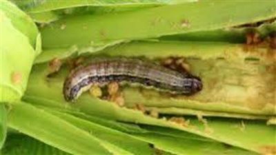 وقاية النباتات : توعية المزارعين بوسائل السيطرة على دودة الحشد الخريفية