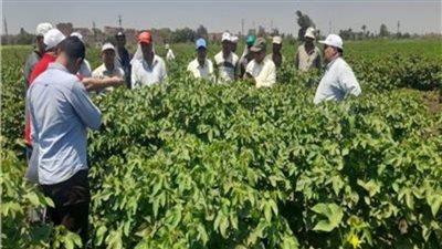 توصيات لمزارعي محصول القطن لمنع تساقط اللوز