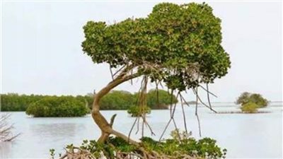(فاو): العالم يحرز تقدمًا نحو إنهاء فقدان أشجار وغابات المنجروف