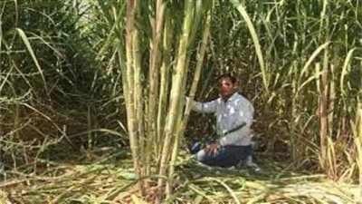 الفلاحين تعلن موافقة الحكومة على زيادة سعر توريد القصب 400 جنيه