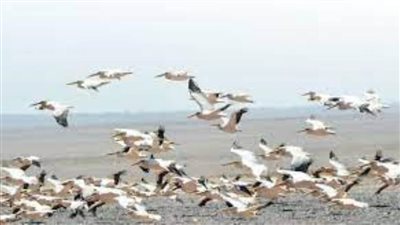 شئون البيئة: مشروع الطيور الحوامة نموذج فريد لسياحة جديدة من نوعها