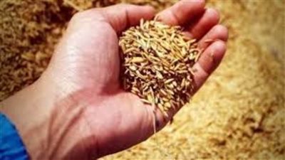 أمريكا تطالب روسيا بالعودة لصفقة الحبوب والتوقف عن مهاجمة أوكرانيا