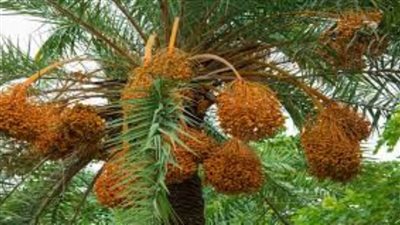 الزراعة توفر أكثر من 25 ألف عبوة لعلاج 250 ألف نخلة