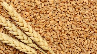 حقيقة عجز منظومة توريد القمح المحلي عن تحقيق مستهدفاتها
