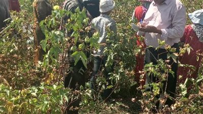 الزراعة تطلق حملة وطنية لمكافحة الآفات الزراعية بدعم صغار المزارعين