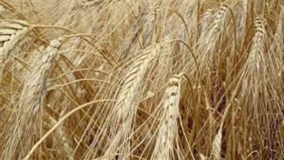 بأفضلية الأصناف.. 