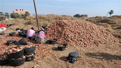 وزير الزراعة يوجه بحملات تفتيشية على مفارش البصل في المحافظات (صور)