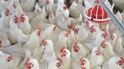 عاجل | حقيقة ذبح عدد من سلالات الدواجن المصرية النادرة نتيجة عدم توافر الأعلاف