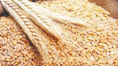 السلع التموينية تتعاقد على شراء 360 ألف طن قمح روسي وفرنسي
