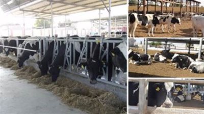 الزراعة تؤكد دعمها لرؤية الدولة بشأن التلقيح الاصطناعي وتحسين سلالات الماشية