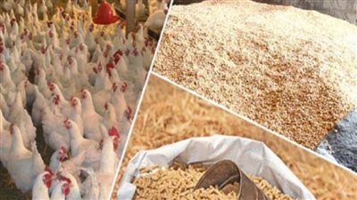 1.3 مليار دولار قيمة السلع الأساسية بالموانئ المصرية.. تحديات الإفراج وخطط الحل