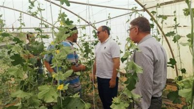رئيس البحوث الزراعية يتفقد محطة الإسماعيلية وبرامج الخضر وتقاوي البصل والزيتون والصوب