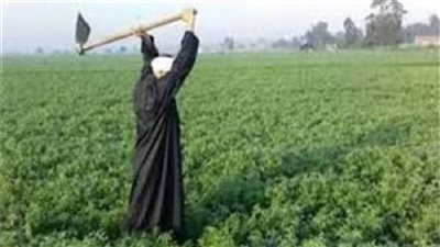 الزراعيين: التنسيق مع الجهات الحكومية لعقد ورش عمل للتوعية بمخاطر عمل الأطفال