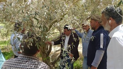الزراعة: الفرق الإرشادية الريفية تتابع المحاصيل الاستراتيجية في شمال سيناء