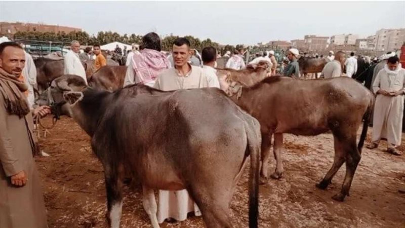 الشورى