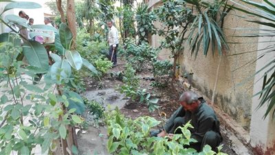 محافظ قنا: زراعة مليون شجرة مثمرة وخشبية لمقاومة التغيرات المناخية