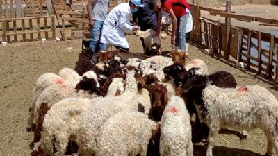 بيطري الغربية يستعد لتحصين الأغنام ضد 