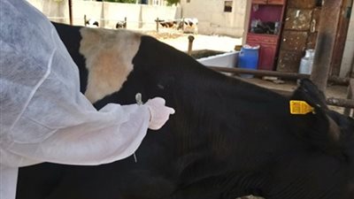 بيطري الشرقية: انطلاق الحملة القومية للتحصين ضد مرض طاعون المجترات الصغيرة