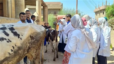 قافلة بيطرية مجانية لجامعة سوهاج بقرية أولاد عزاز