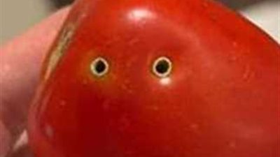 عميد «زراعة الإسكندرية» يكشف علاقة الثعابين بثقوب الطماطم المصابة