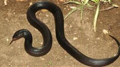 فصل طالب ثانوي.. اصطحب ثعبانًا أثناء ذهابه إلى المدرسة بسوهاج 